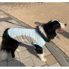 구찌강아지옷 매일 업데이트되는 인기 아이템 – Top5