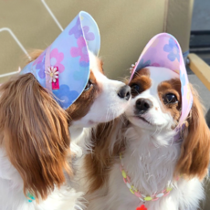 강아지썬캡 유행을 선도하는 아이템 – Top5